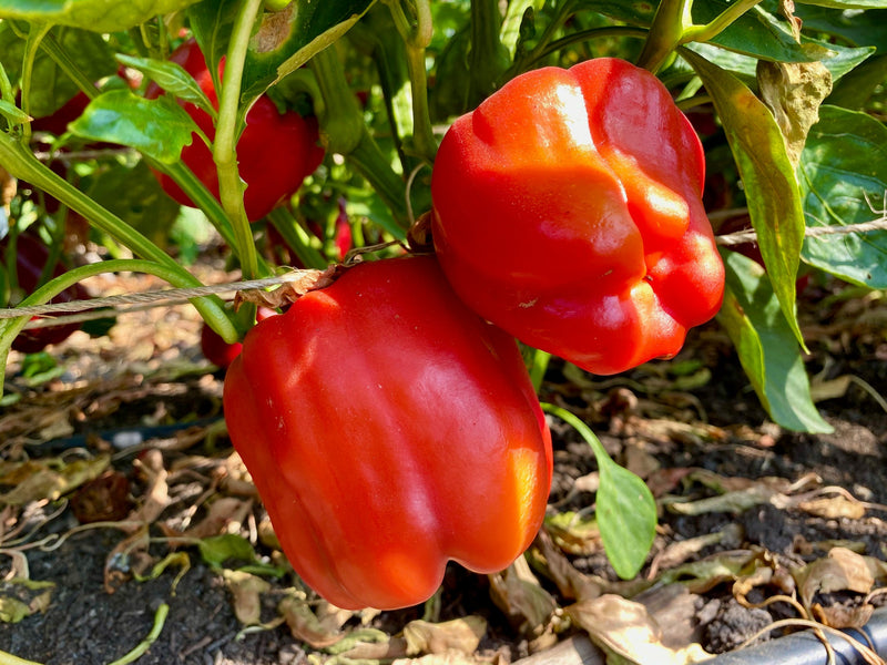 Chinese Giant Red Sweet Bell Pepper Seeds