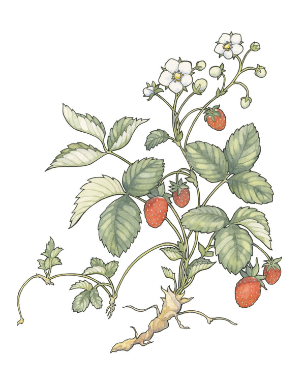 Strawberry Plant Card by Natalie Groves