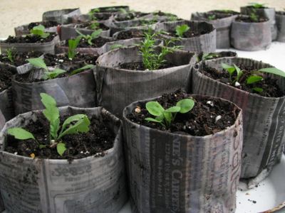 How to Make Newspaper Pots for Seed Starting/Cuttings