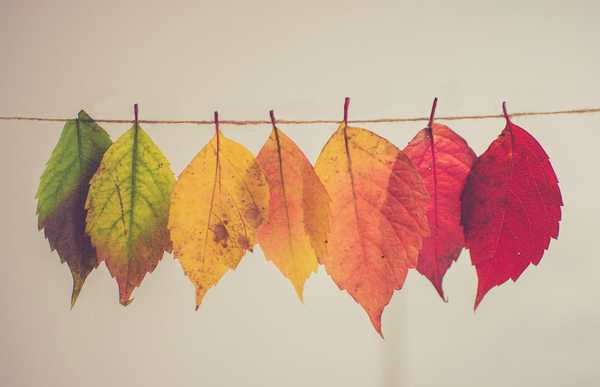 Journaling In Autumn