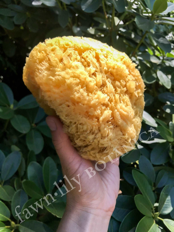BATH SEA SPONGES - NATURAL AND SUSTAINABLE