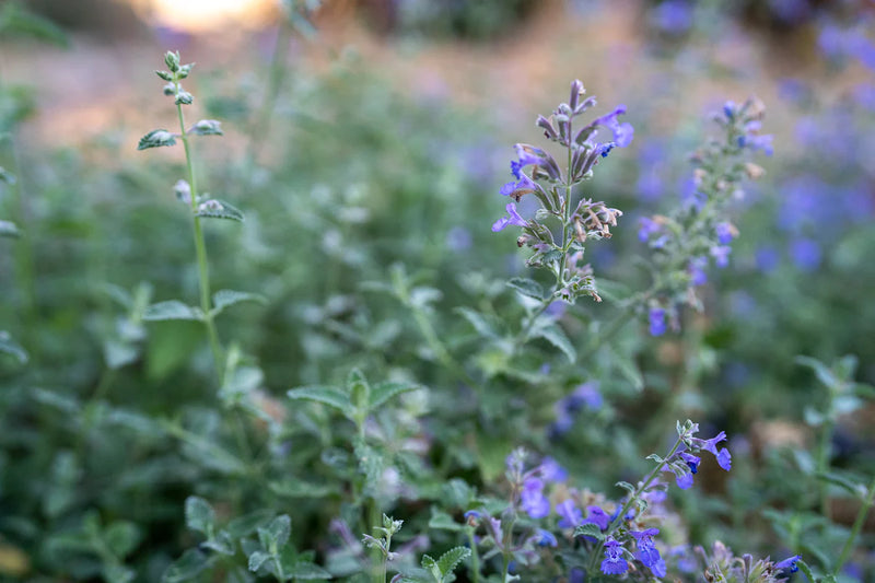 Catmint Seeds