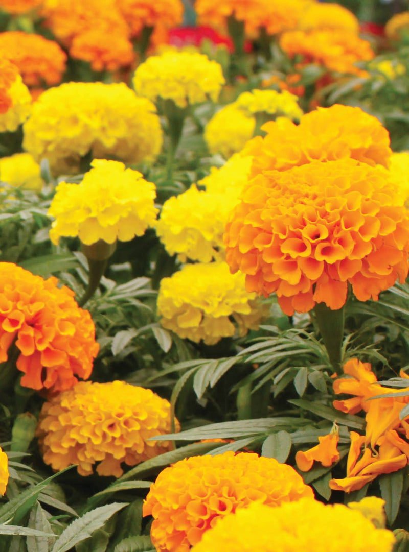 Marigolds for Mom Mother's Day - Marigold Seed Packets