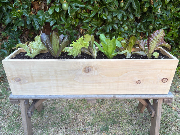 Salad Garden Workshop - CARPINTERIA