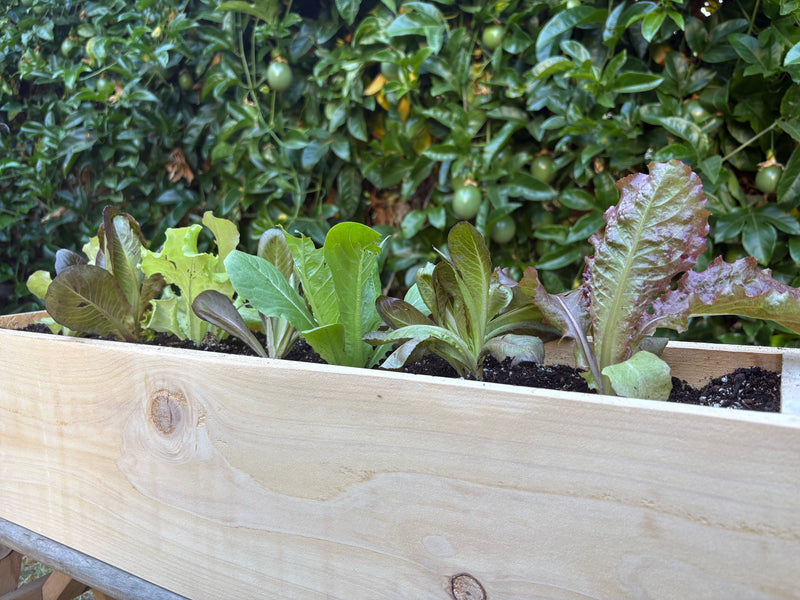 Salad Garden Workshop - CARPINTERIA