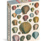 John Derian Paper Goods: Shells 1,000-Piece Puzzle