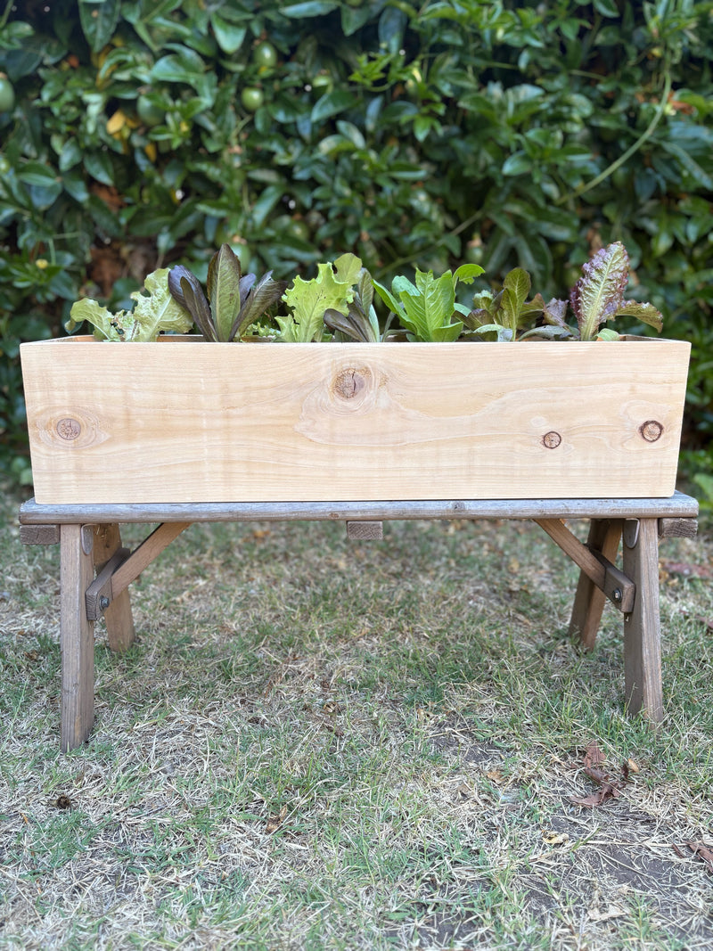 Salad Garden Workshop - CARPINTERIA