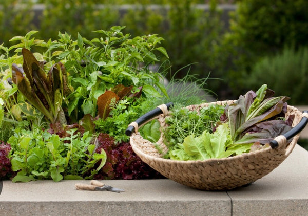 Salad Garden Workshop - CARPINTERIA