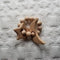Wood Star and Moon Teething Ring Rattle