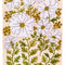 "Matilija Poppy" Print by Kim Hoppe