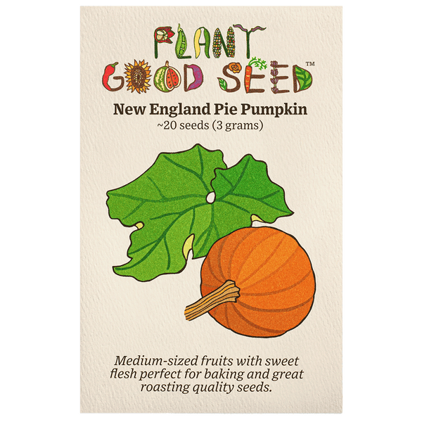 New England Pie Pumpkin Seeds