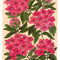 "Rhododendron" Print by Kim Hoppe