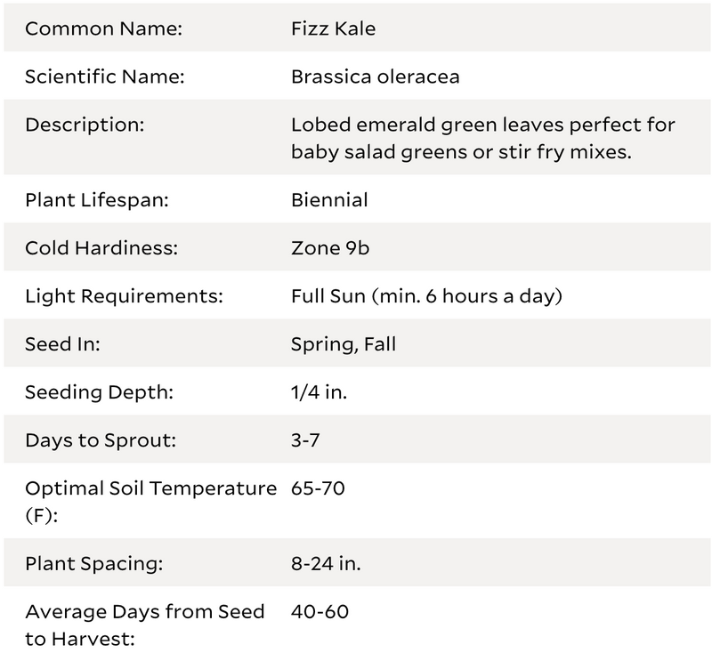 Fizz Kale Seeds