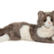 Gretta Lying Grey Cat