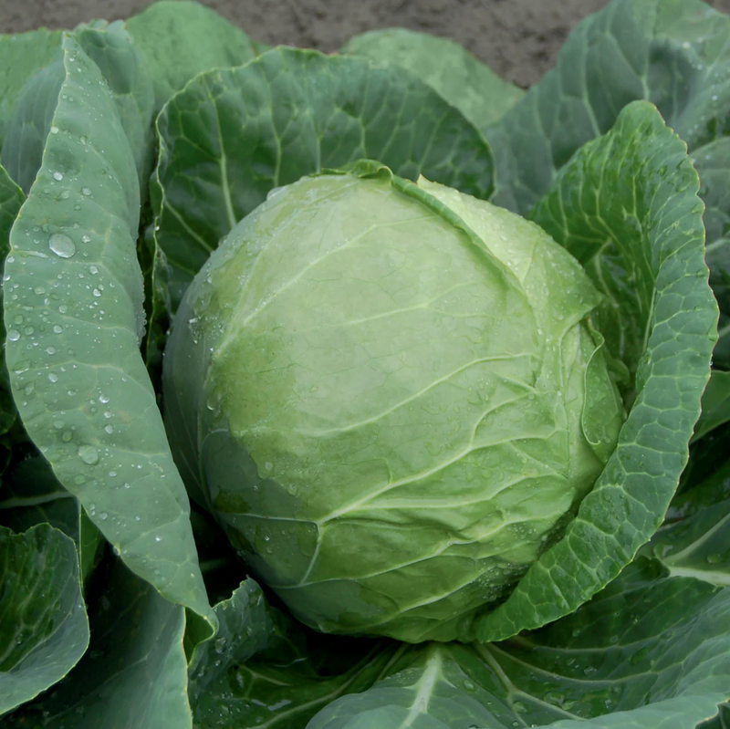 Katarina F1 Cabbage Seeds