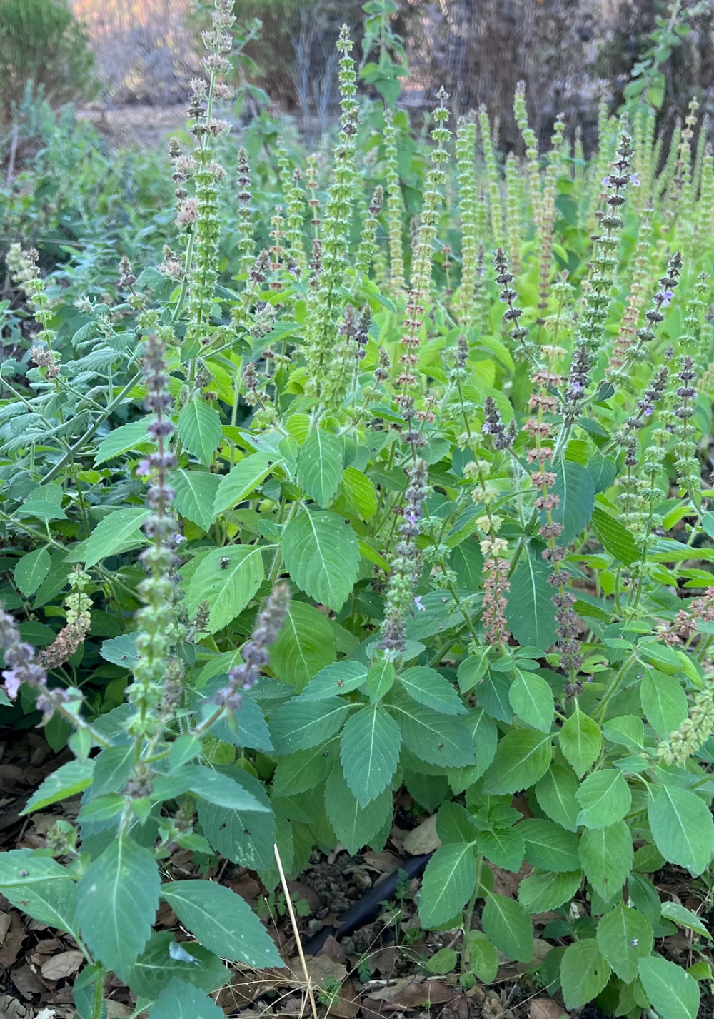 Kapoor Holy Basil