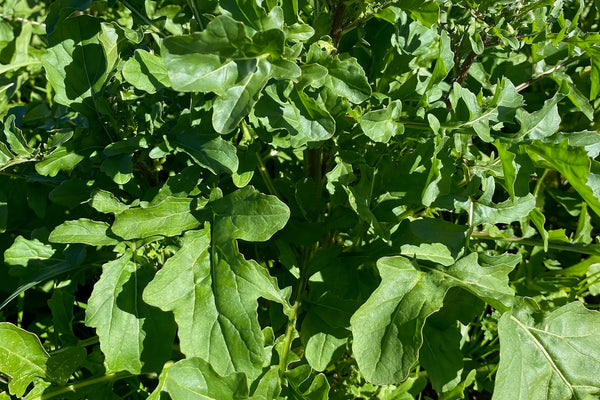 Astro Arugula