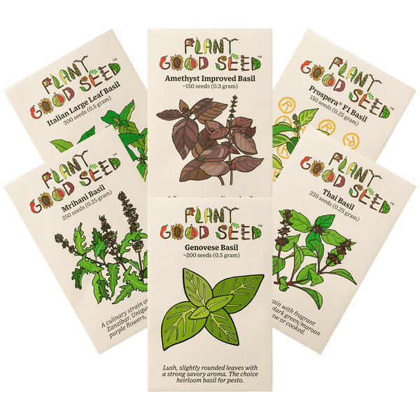 Culinary Basil Seed Collection - Six Packets