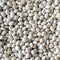 Rancho Gordo Caballero Bean