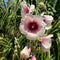 Chez Sooz Hollyhocks