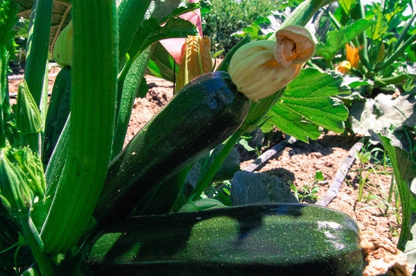 Dark Star Zucchini Seeds