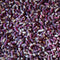 Jacob's Cattle Bean