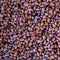Rancho Gordo King City Pink Bean