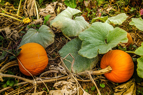 New England Pie Pumpkin Seeds