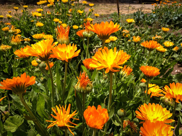 Kablouna Calendula Mix