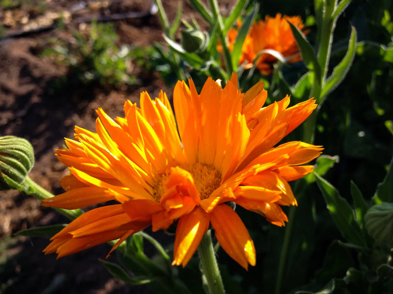 Kablouna Calendula Mix
