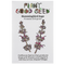 Hummingbird Sage Seeds