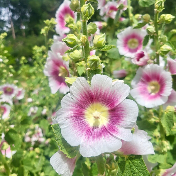 Chez Sooz Hollyhocks