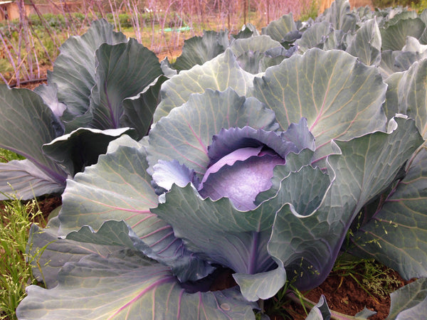 Red Express Cabbage Seeds