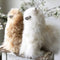 Alpaca Stuffed Animal - Alpaca