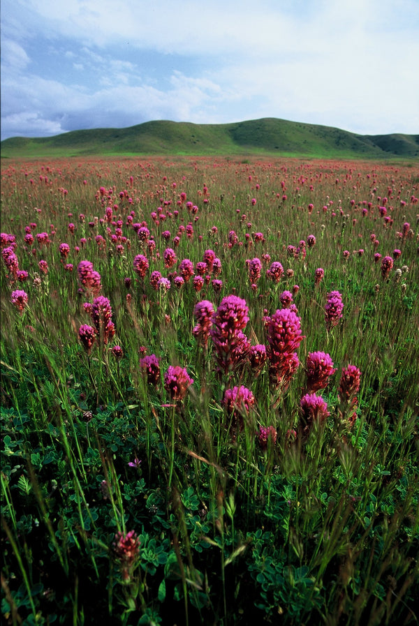 Carrizo Plain "Where the Mountains Meet the Grasslands" by Chuck Graham