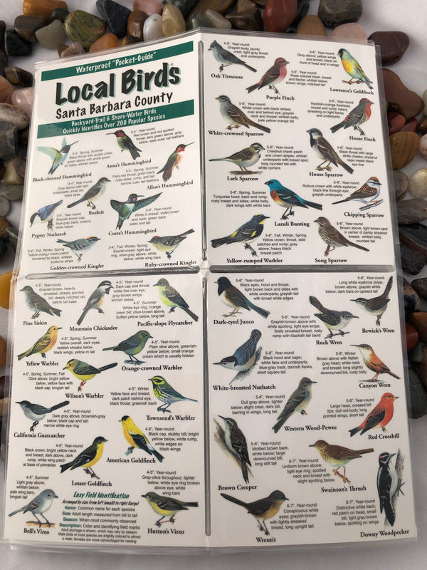 Local Birds of Santa Barbara County Booklet