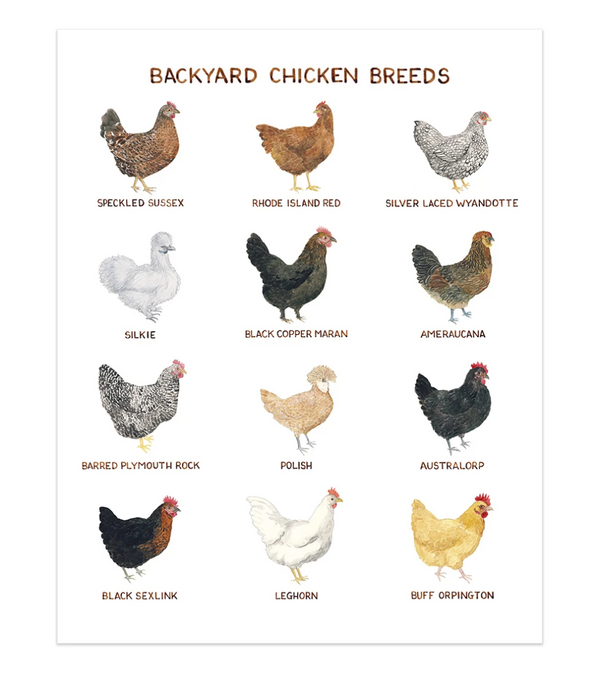 Yardia Backyard Chicken Breed Art Print