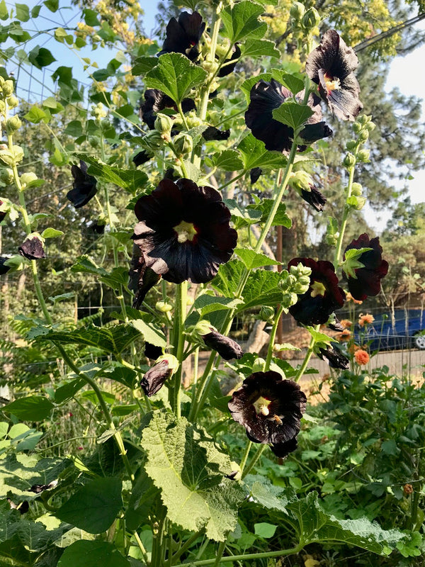 Black Hollyhock Flower Seeds
