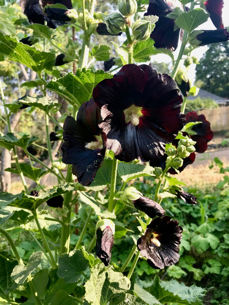 Black Hollyhock Flower Seeds