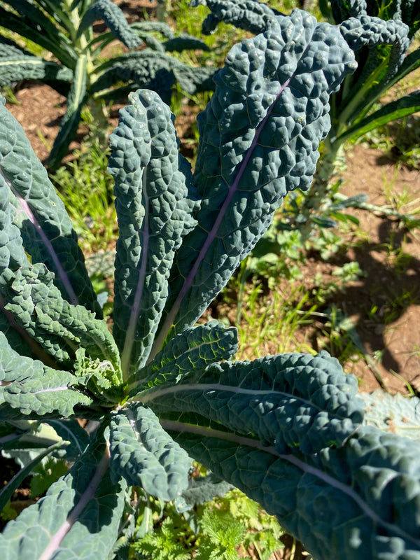 Black Magic Lacinato Kale Seeds