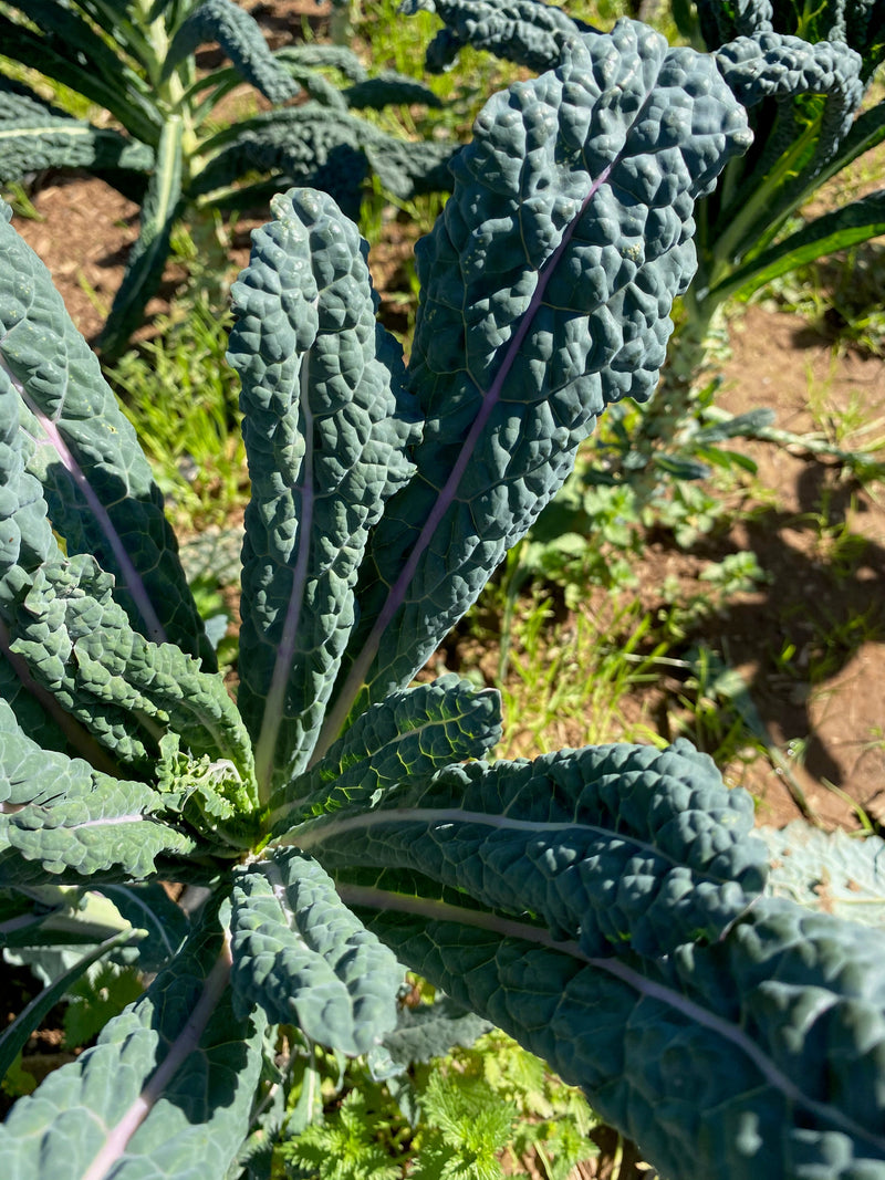 Black Magic Lacinato Kale Seeds