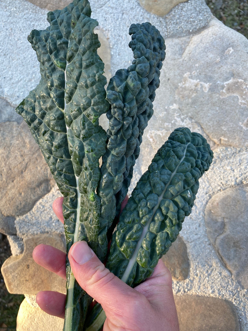 Black Magic Lacinato Kale Seeds