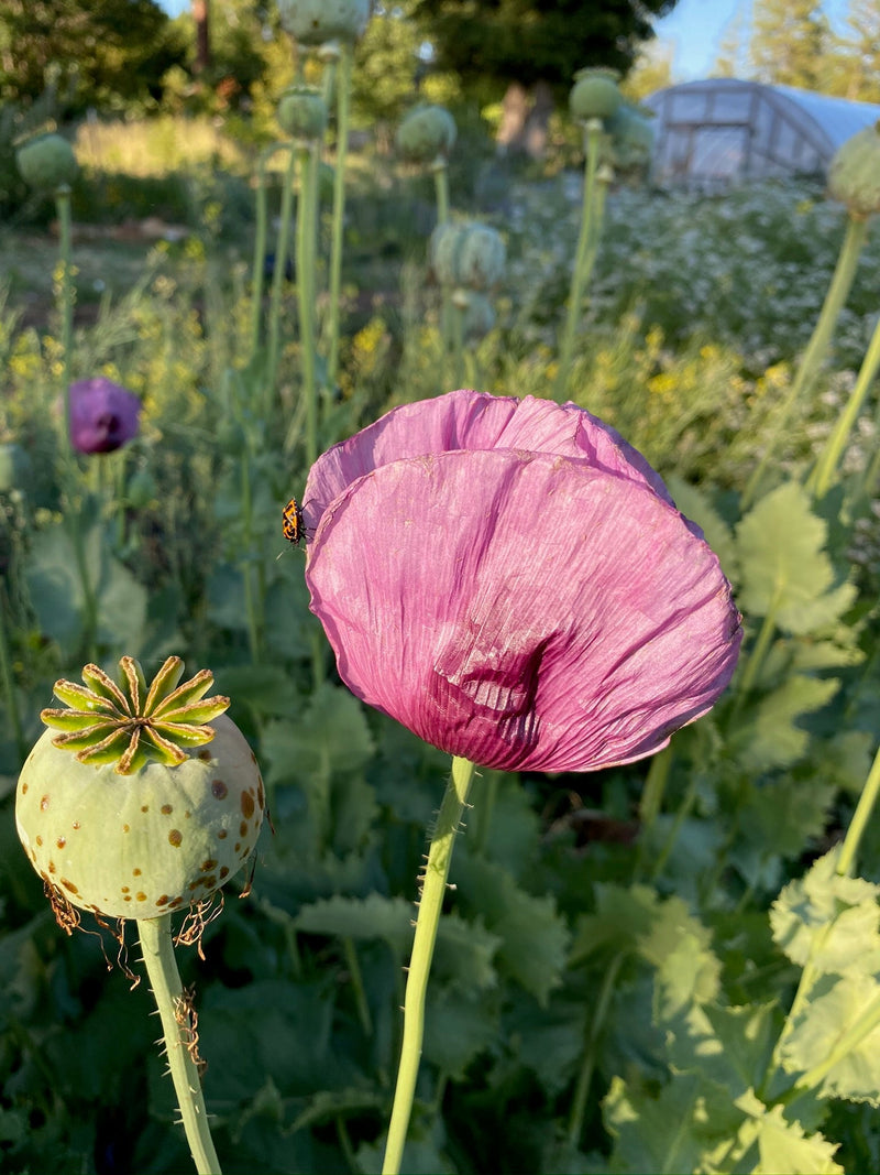 Hungarian Breadseed Poppy Seeds