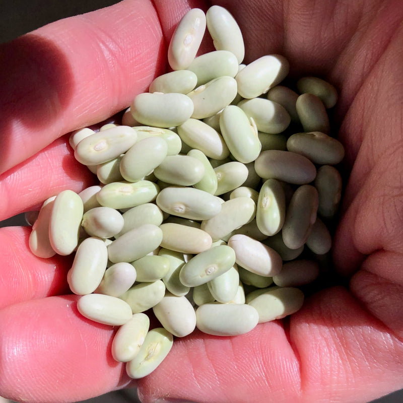 Jade Snap Bean Seeds