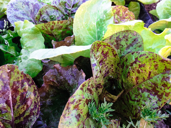 Community Supported Agriculture (CSA) Lettuce Mix Seeds