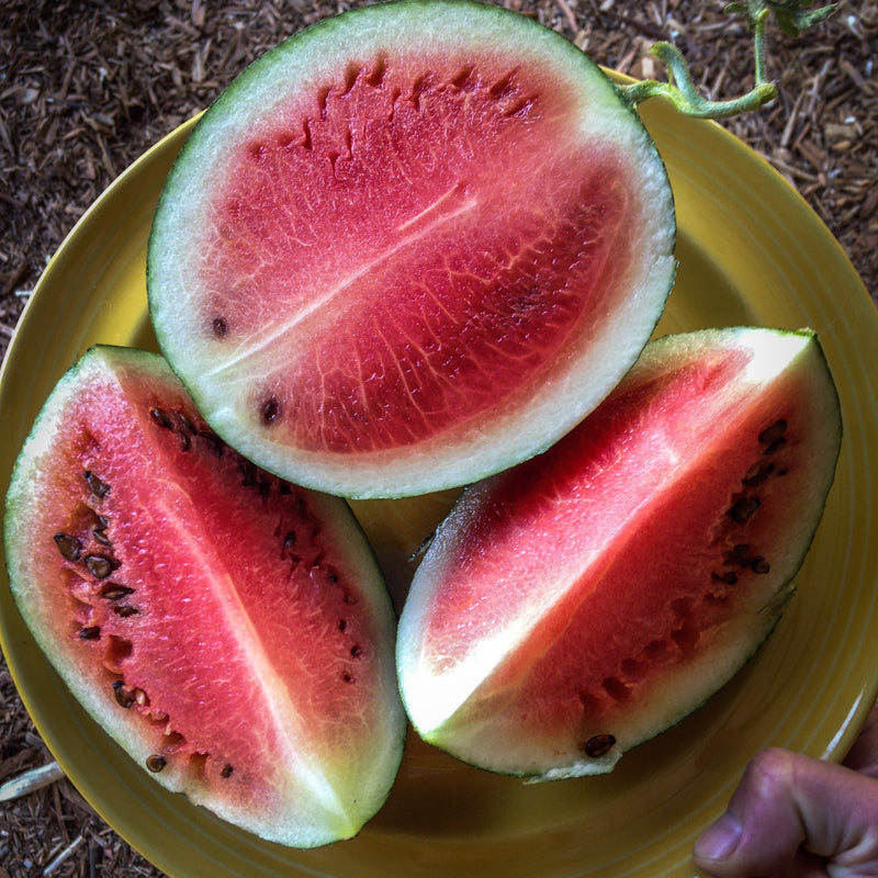 Sugar Baby Watermelon Seeds
