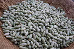 Rancho Gordo Flageolet Bean