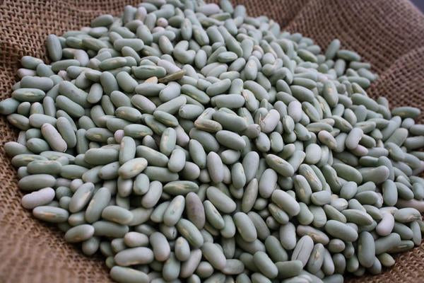 Rancho Gordo Flageolet Bean