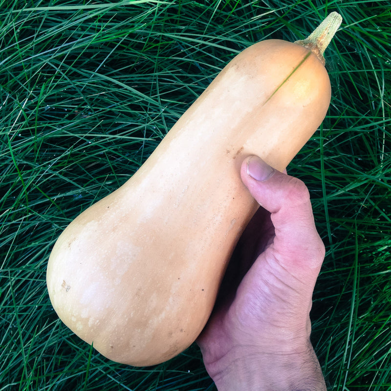 Waltham Butternut Squash Seeds